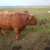  <br/><a href="gallery/stornoway-roadshow/286/add/#comments">Add comment</a>