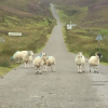  <br/><a href="gallery/stornoway-roadshow/298/add/#comments">Add comment</a>
