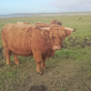  <br/><a href="gallery/stornoway-roadshow/285/add/#comments">Add comment</a>